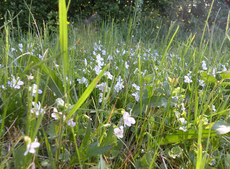 Viola pumila / Viola minore